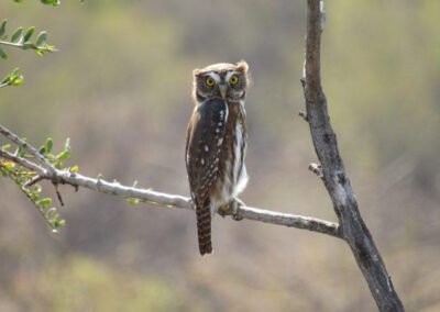 Austral Pygmy Owl Ⓒ Nicolás Olejnik
