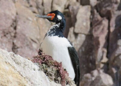 Rock Shag © Nicolás Olejnik