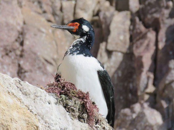Birding Puerto Madryn and Punta Tombo