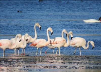 Chilean Flamingo © Nicolás Olejnik