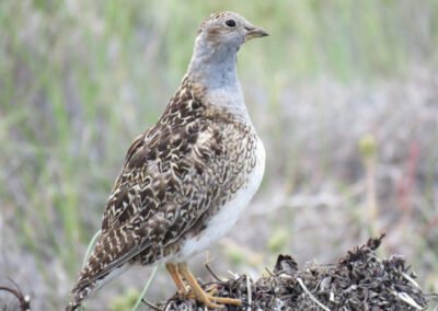 Grey-breasted Seedsnipe Ⓒ Nicolás Olejnik