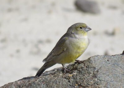 Patagonian Yellow Finch © Nicolás Olejnik
