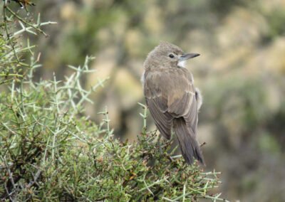 White-throated Cacholote © Nicolás Olejnik