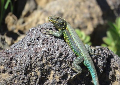 Painted Smooth-throated Lizard Ⓒ Nicolás Olejnik