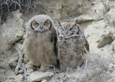 Lesser Horned Owl © Nicolás Olejnik