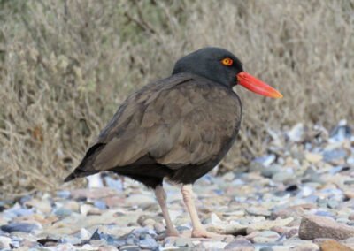 Blackish Oystercatcher © Nicolás Olejnik