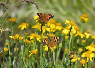 Subtropical Lady Ⓒ Nicolás Olejnik