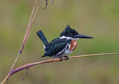 Amazon Kingfisher © Luis Segura