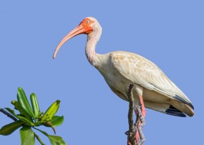 American White Ibis © Victor Gamarra Toledo