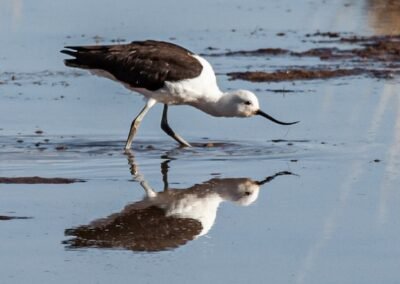 Andean Avocet © Luis Segura