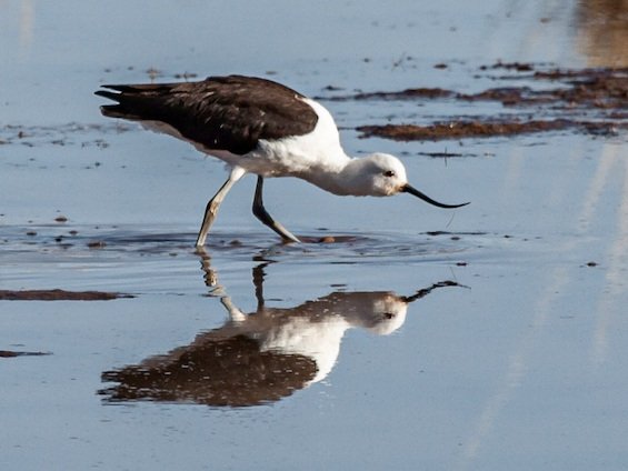 Birding Argentina’s Northwest