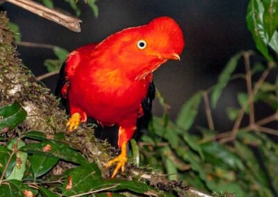 Andean Cock-of-the-rock © Luis Segura