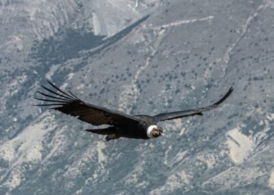 Andean Condor © Luis Segura