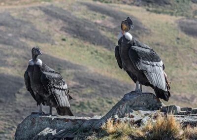 Andean Condor © Luis Segura