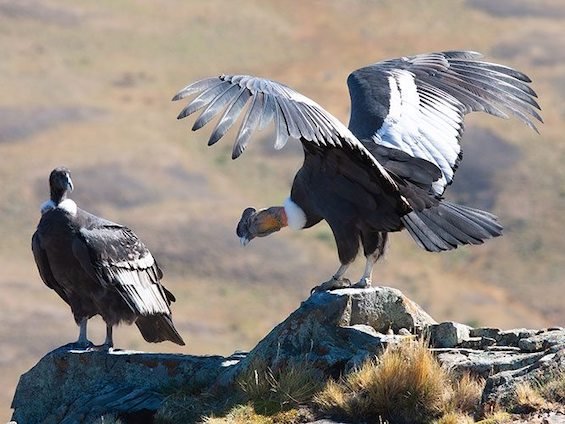 Birding Argentina’s Central Hills