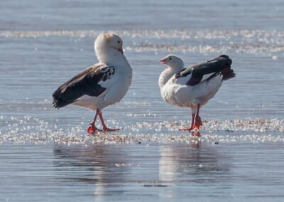 Andean Goose © Luis Segura