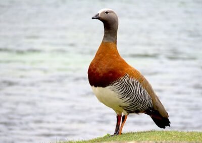 Ashy-headed Goose © Nicolás Olejnik