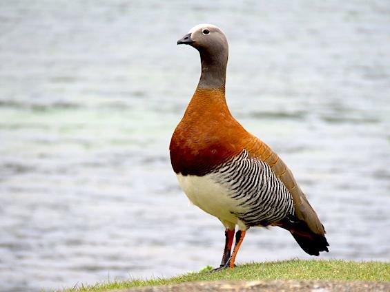 Birds and Wildlife of Northwestern Patagonia