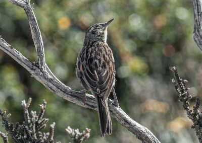 Austral Canastero © Luis Segura