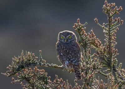 Austral Pygmy Owl © Luis Segura