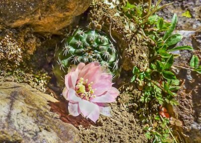Aylostera (Rebutia) pygmaea © Willy Smith