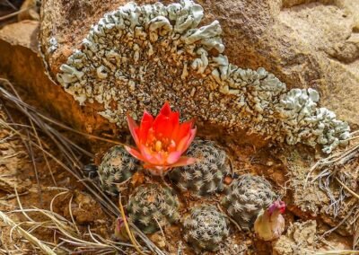 Aylostera (Rebutia) steinmannii © Willy Smith