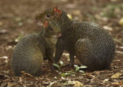 Azara's Agouti © José Calo