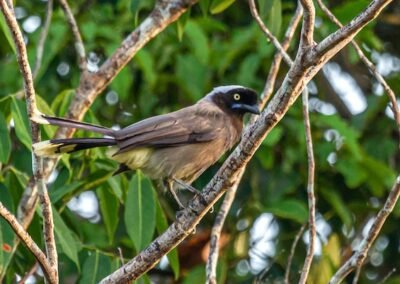 Azure-naped Jay © Luis Segura