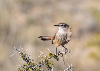 Band-tailed Earthcreeper © Luis Segura