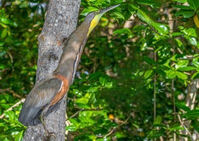 Bare-throated Tiger Heron © Victor Gamarra Toledo