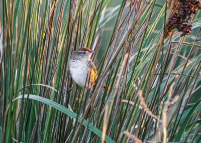 Bay-capped Wren-Spinetail © Luis Segura