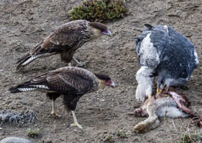 Black-chested Buzzard-Eagle & Southern Crested Caracara © Luis Segura