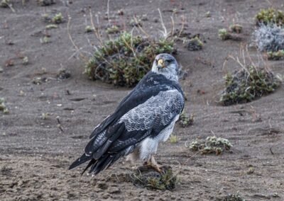 Black-chested Buzzard Eagle © Luis Segura