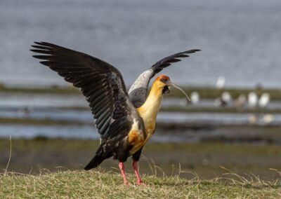 Black-faced Ibis © Luis Segura