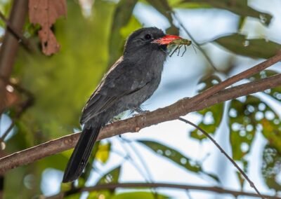 Black-fronted Nunbird © Luis Segura