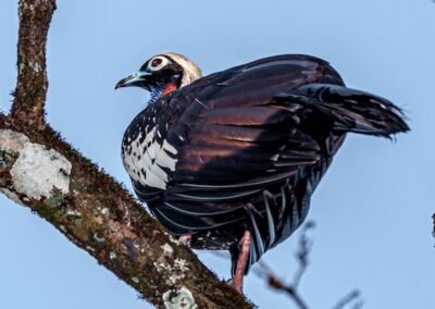 Black-fronted Piping Guan © Luis Segura