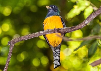 Black-throated Trogon © Luis Segura