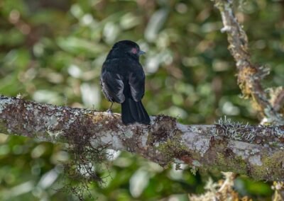 Blue-billed Black Tyrant © Luis Segura