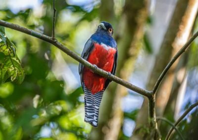 Blue-crowned Trogon © Luis Segura