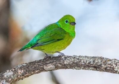 Blue-naped Chlorophonia © Luis Segura
