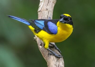 Blue-winged Mountain Tanager © Luis Segura
