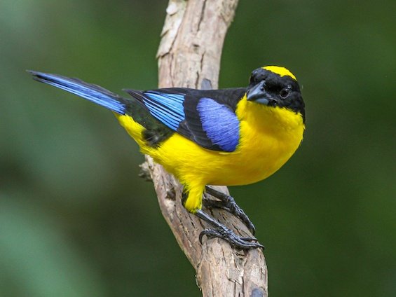 Birding Colombia from Andes to Santa Marta