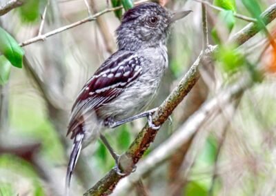 Bolivian Slaty Antshrike © Pablo Petracci