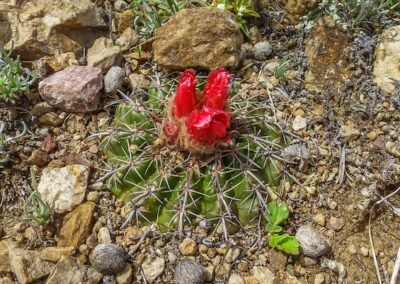 Bolivicactus (Parodia) tuberculatus © Willy Smith