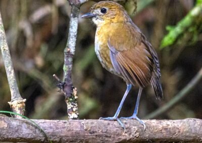 Brown-banded Antpitta © Luis Segura