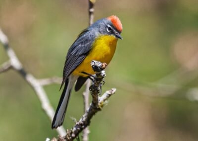 Brown-capped Whitestart © Luis Segura