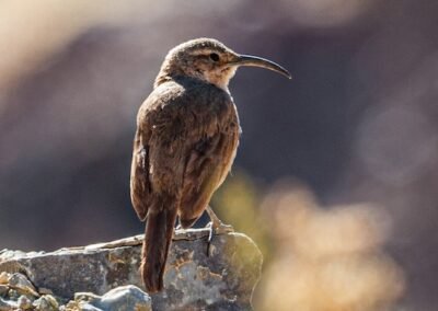 Buff-breasted Earthcreeper © Luis Segura