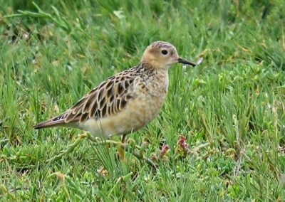 Buff-breasted Sandpiper © Nicolás Olejnik