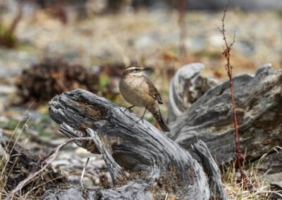 Buff-winged Cinclodes © Luis Segura