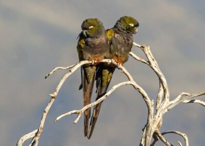 Burrowing Parrot © Luis Segura